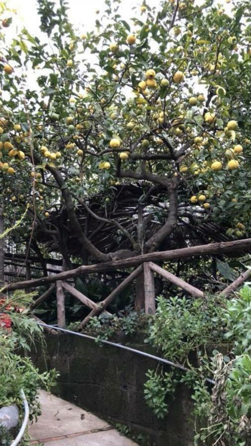 Rosy Monolocale Nel Centro Storico Di Torre Annunziata Di Fronte Scavi Oplonti Διαμέρισμα Εξωτερικό φωτογραφία